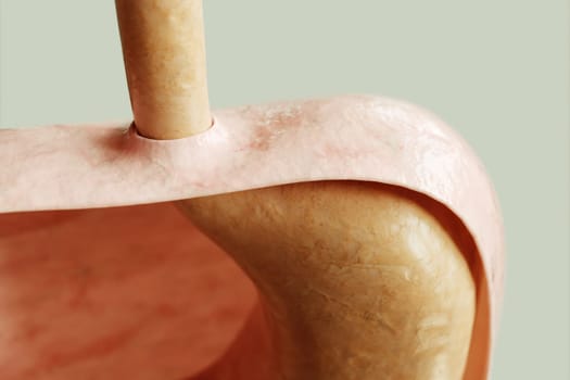 Stomach entrance and diaphragm in a healthy condition -- 3D rendering