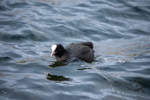 Coot in the Heider mountain lake