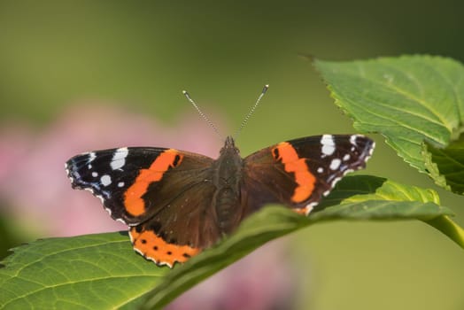 Admiral butterfly on the sunny spot