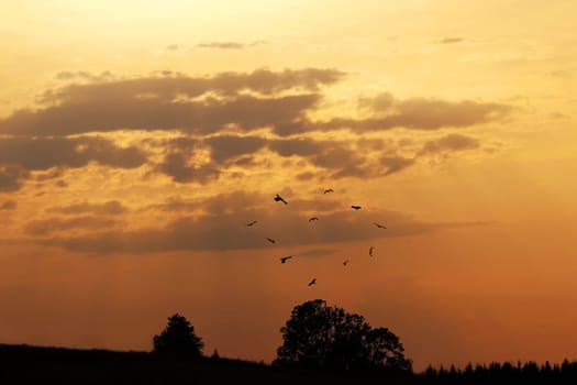 Flying birds of prey at sunset in the sky form a heart shape