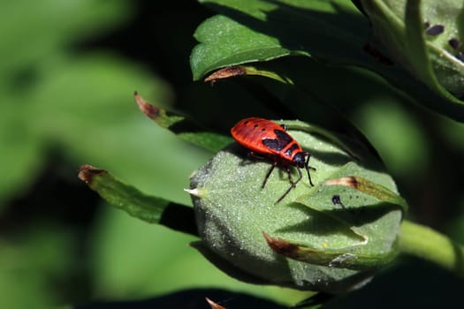 Gemeine Feuerwanze,Pyrrhocoris apterus