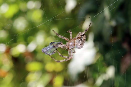 Gartenkreuzspinne (Araneus diadematus) hat in ihrem Netz eine Libelle erbeutet