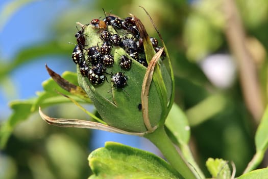 Grüne Reiswanzen, auch Südliche Stinkwanzen (Nezara viridula) , Nymphen in unterschiedlichen Entwicklungsphasen an einem Hibiskus