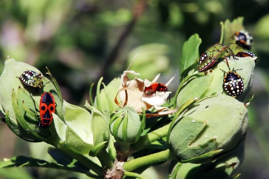 Grüne Reiswanzen, auch Südliche Stinkwanzen (Nezara viridula) , Nymphen in unterschiedlichen Entwicklungsphasen an einem Hibiskus