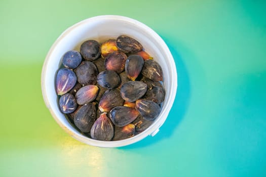 Bucket full of fresh fig just harvested. Studio shot with natural light. Turquoise background