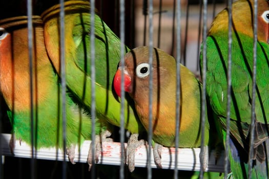 Agapornis Fischers lovebirds in jail for sell. Exotic pet trade concept
