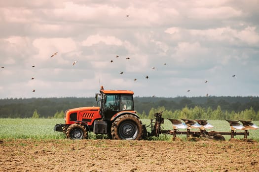 Flock Of Birds Of Seagull Flies Behind Tractor Plowing Field In Spring Season. Beginning Of Agricultural Spring Season. Cultivator Pulled By A Tractor In Countryside Rural Field.