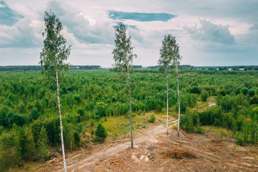 Elevated View Green Forest Deforestation Area Landscape. Top View Of Fallen Woods Trunks And Growing Young Forest. European Nature From High Attitude In Summer Season.