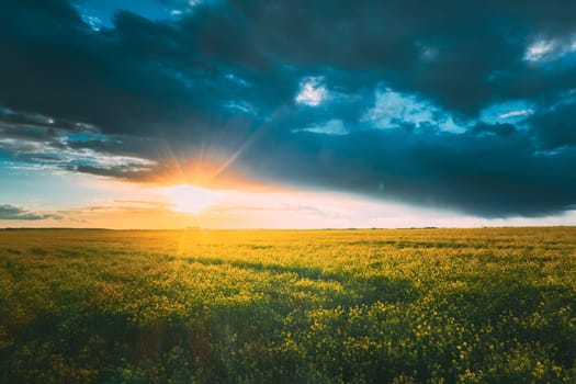 Sunshine During Sunset Above Rural Landscape With Blooming Canola Colza Flowers. Sun Shining In Dramatic Sky At Sunrise Above Spring Agricultural Rapeseed Field.