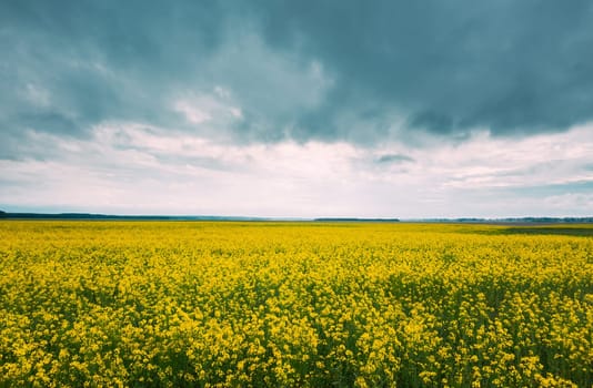 Blossom Of Canola Yellow Flowers And Cloudy Rainy Sky. Bright Dramatic Sky Above Rapeseed, Oilseed Field Meadow Grass Landscape.