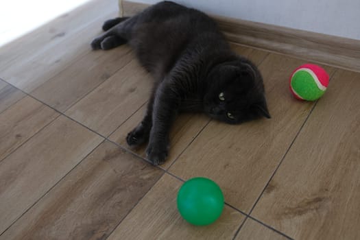 British Shorthair cat watching her colorful ball.