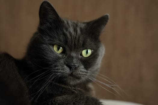 British shorthair cat head closeup with green eyes on brown background.
