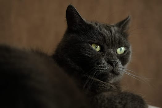 British shorthair cat head closeup with green eyes on brown background.