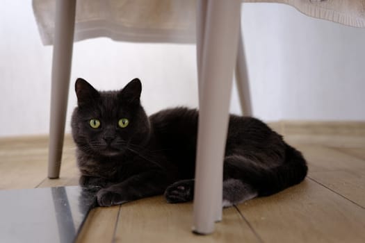 British shorthair cat head closeup with green eyes under chair.