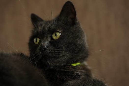 British shorthair cat head closeup with green eyes on brown background.