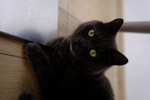 British shorthair cat head closeup with green eyes on brown background.