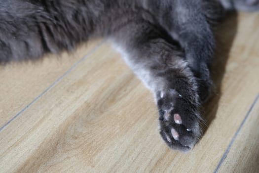 Paws cat close-up of cute cat legs.
