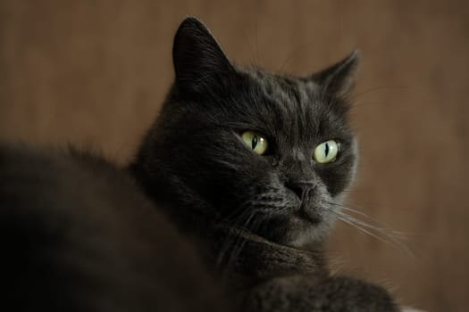 British shorthair cat head closeup with green eyes on brown background.