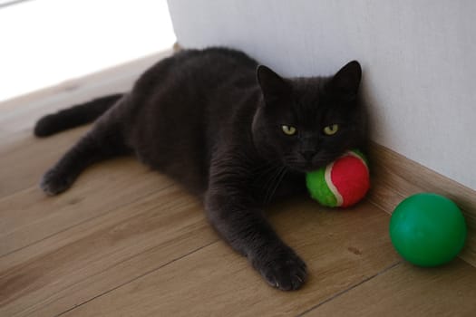 British Shorthair cat watching her colorful ball.