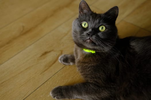 British cat lying on the floor at home. British shorthair breed portrait.