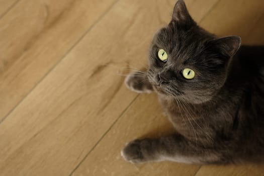 British cat lying on the floor at home. British shorthair breed portrait.