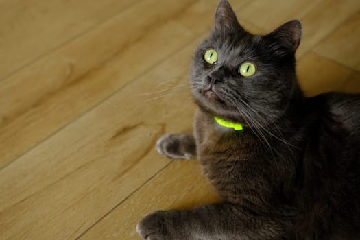 British cat lying on the floor at home. British shorthair breed portrait.