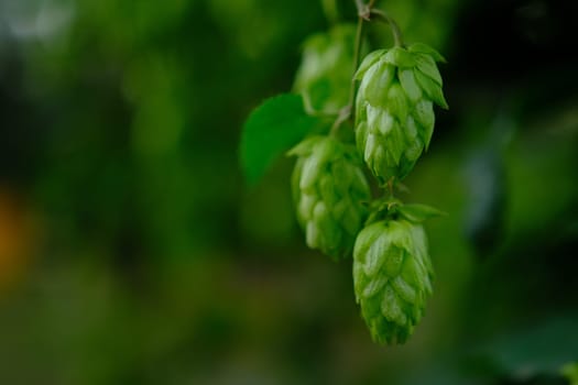 Green hop cones on plantation in sunlight rays, with shallow depth of field. Ingredient for brewery. Oktoberfest background. Space for copy