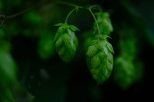Green hop cones on plantation in sunlight rays, with shallow depth of field. Ingredient for brewery. Oktoberfest background. Space for copy
