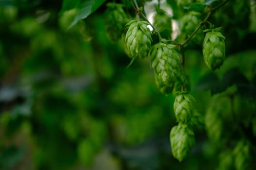 Green hop cones on plantation in sunlight rays, with shallow depth of field. Ingredient for brewery. Oktoberfest background. Space for copy
