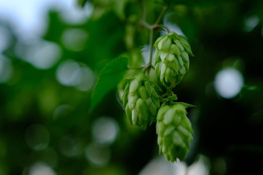 Green hop cones on plantation in sunlight rays, with shallow depth of field. Ingredient for brewery. Oktoberfest background. Space for copy