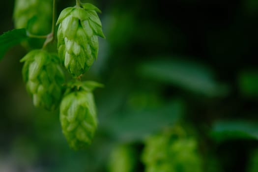 Green hop cones on plantation in sunlight rays, with shallow depth of field. Ingredient for brewery. Oktoberfest background. Space for copy