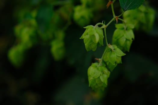 Green hop cones on plantation in sunlight rays, with shallow depth of field. Ingredient for brewery. Oktoberfest background. Space for copy