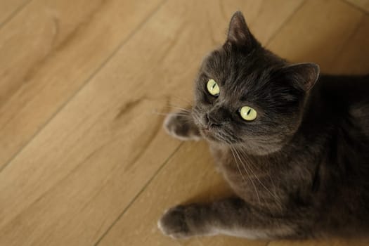 British cat lying on the floor at home. British shorthair breed portrait.