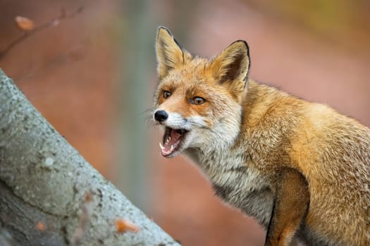Red fox, vulpes vulpes, with open mouth in forest in autumn nature. Orange mammal chewing in woodland in fall. Little predator feeding in wilderness next to tree.