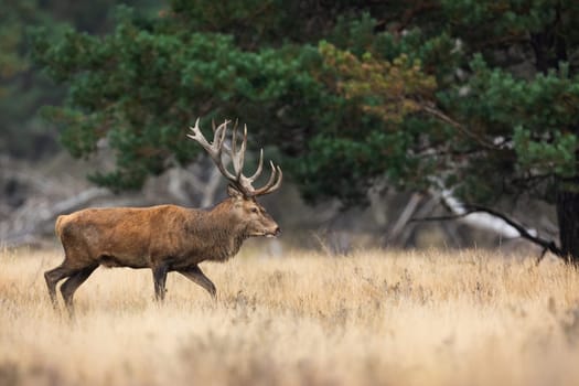 Red deer, cervus elaphus, moving on glade in Netheralnds national park. Antlered stag walking on dry grass in autumn. Brown mammal going on meadow in fall.