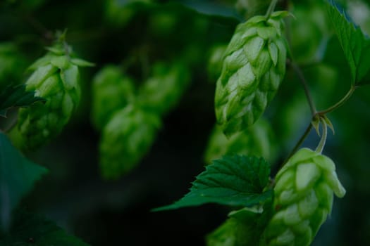 Green hop cones on plantation in sunlight rays, with shallow depth of field. Ingredient for brewery. Oktoberfest background. Space for copy