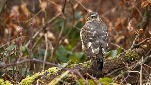 Shy eurasian sparrowhawk, accipiter nisus, sitting on branch and waiting for its prey. Animal wildlife in autumn forest. Bird with brown feathers and yellow eye looking back over shoulder.