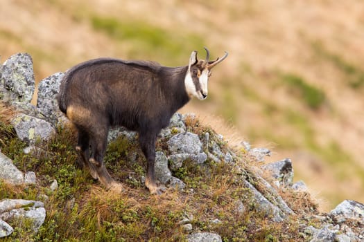 Tatra chamois, rupicapra rupicapra tatrica, looking on mountains in autumn nature. Wild goat standing on rocks in fall. Brown mammal with horns watching on stones.