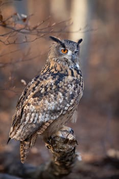Vertical composition of eurasian eagle-owl, bubo bubo, sitting on a branch in autumn forest from side view. Large feathered carnivore with large talon perched in woodland.