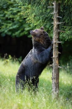Massive brown bear, ursus arctos, male with dark fur scratching a dead tree to mark his territory. Large mammal standing on a rear legs and using claws to scratch a trunk. Natural animal behavior.