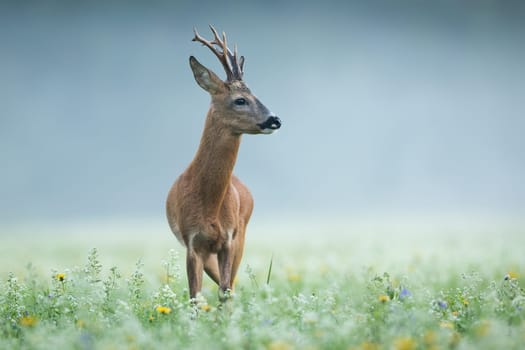 Roe deer, capreolus capreolus, approaching on wildflowers in morning mist. Roebuck looking on flowered meadow in fog. Antlered mammal observing on glade with copy space.