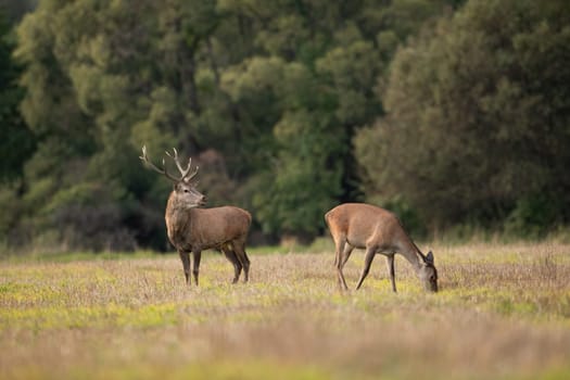 Two red deer, cervus elaphus, grazing on dry meadow in autumn nature. Stag guarding hind on field in fall. Male protecting female on glade in natural habitat.