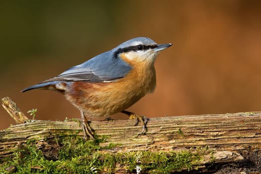 Eurasian nuthatch, sitta europaea, sitting on old tree in autumn nature. Colorful bird resting on mossed wood. Orange and blue animal with beak observing in forest.
