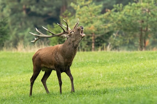 Red deer, cervus elaphus, roaring on green meadow in autumn environment. Stag bellowing on pasture in fall. Brown male mammal calling on grassland from side.