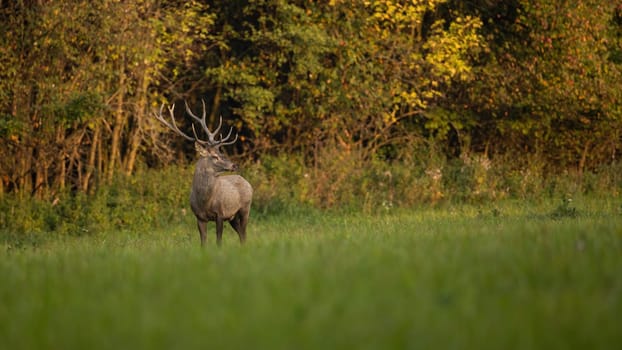 Red deer, cervus elaphus, standing on green glade in autumn sunset. Stag observing on meadow in fall evening sun. Brown mammal looking on field with copy space.