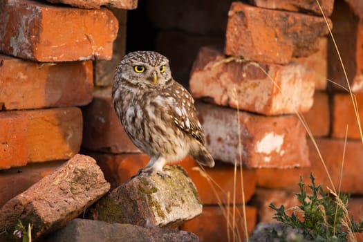 Adult little owl, athene noctua, sitting on an orange brick near its nesting place inside an old building. Animal wildlife in urban environment. Bird with yellow eyes.