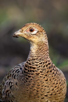 Portrait of common pheasant, phasianus colchicus, observing on meadow in autumn. Female cock looking in fall nature. Wild hen watching in environment in vertical shot.