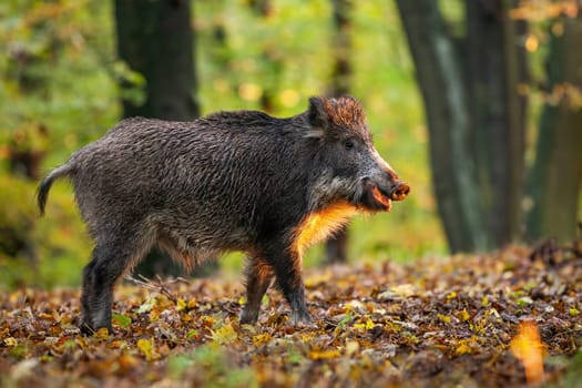 Wild boar, sus scrofa, chewing on golden leaves in autumn sunrise. Brown swine grazing in forest in fall sunlight. Wild pig with open mouth in woodland.