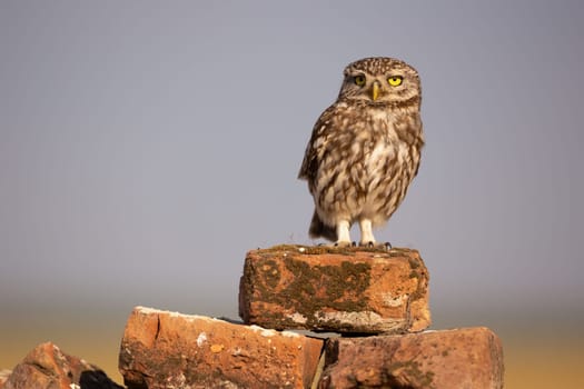 Little owl, athene noctua, sitting on top of brick heap and looking around. Wild bird of prey in urban environment on an old building in countryside. Animal wildlife in summer.