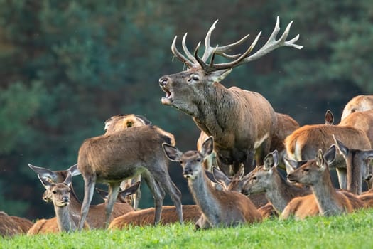 Red deer, cervus elaphus, roaring on grassland with resting females in autumn. Group of animals lying on meadow in fall. Stag challenging on pasture from side.